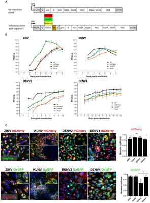 Validation of flavivirus infectious clones carrying fluorescent markers for antiviral drug screening and replication studies